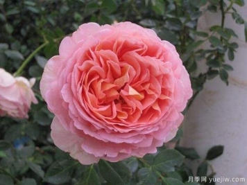 亞伯拉罕達比月季的優(yōu)缺點(diǎn)是什么？