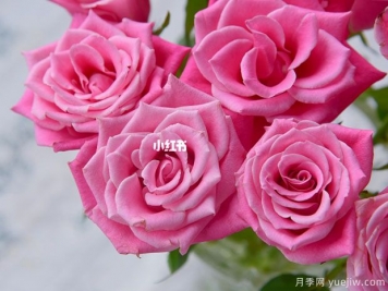 泰姬玫瑰月季