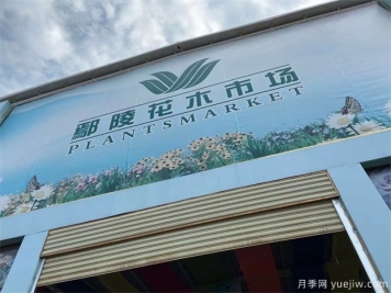 河南鄢陵花木市場(chǎng)助力鄉村振興 朝陽(yáng)產(chǎn)業(yè)帶來(lái)百姓致富路