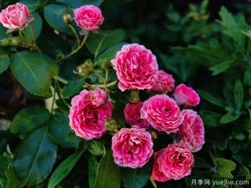 長(cháng)勢很快的一個(gè)爬藤月季，種下一棵胭脂扣月季