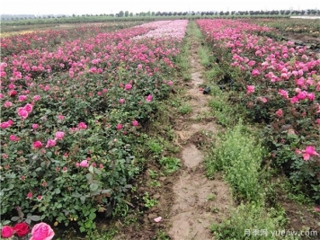 月季的定植方法是什么？
