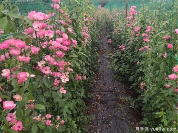 藤本月季栽培養護管理技術(shù)全攻略