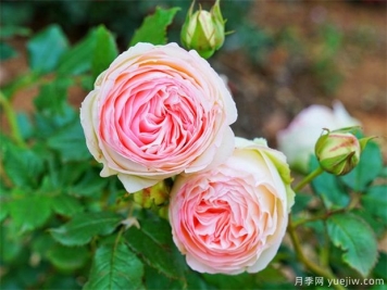 栽植月季苗 如何把根系培養好？