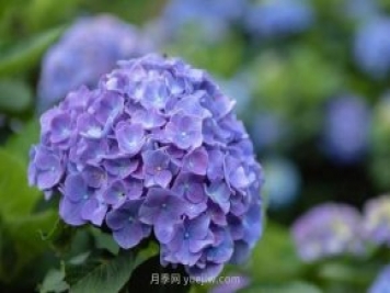 繡球花的養殖方法和開(kāi)花變色小訣竅