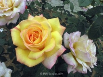 蚜蟲(chóng)紅蜘蛛介殼蟲(chóng)，月季花木三大害的處治方法
