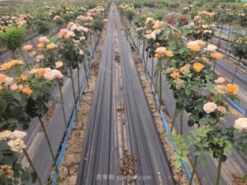 南陽(yáng)現代月季繁育基地