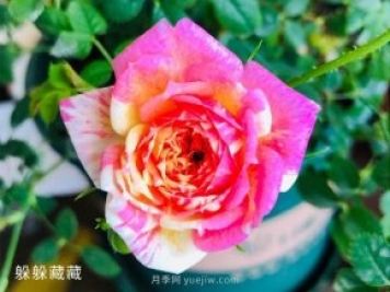 躲躲藏藏月季，開(kāi)啟變身之路的寶藏微月