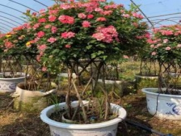新型月季花籃，小高桿月季玩出新花樣