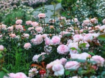 奧斯汀月季園，湖州一個(gè)國內頂級的月季花園