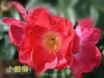 卜維廉月季