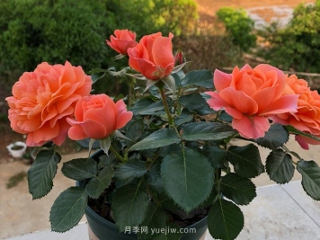 土星王陽(yáng)臺月季，非常值得入手的盆栽月季