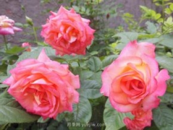 月季花黃葉的原因和解決方法
