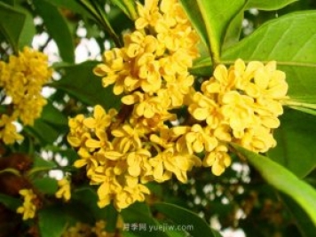 桂花樹(shù)不能隨便挪，移栽時(shí)間和如何養護