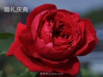 婚禮慶典月季