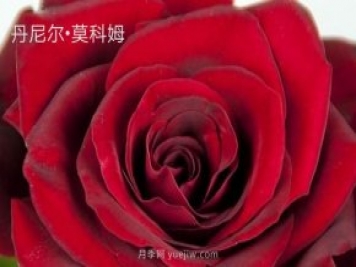 丹尼爾莫科姆月季