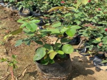 營(yíng)養缽月季，工程綠化批發(fā)必備的盆栽月季苗