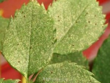 夏季高溫紅蜘蛛危害達到高峰，怎樣有效進(jìn)行防治？
