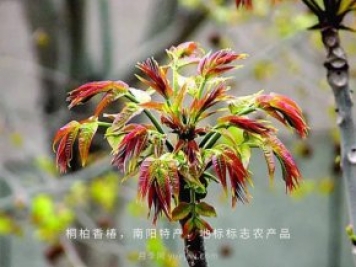 桐柏香椿樹(shù)應該如何種植？