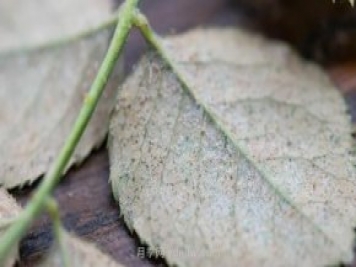 紅蜘蛛，夏季月季頭號害蟲(chóng)，有一整套防治方法