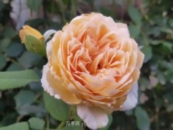 月季度夏，如何澆水施肥和防止病蟲(chóng)害