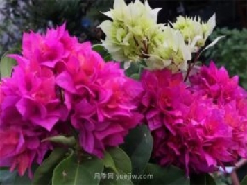 夏季養花要選對品種，推薦6種花卉適合高溫