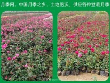 訂單農業(yè)讓農產(chǎn)品不愁銷(xiāo)，優(yōu)勢是什么？