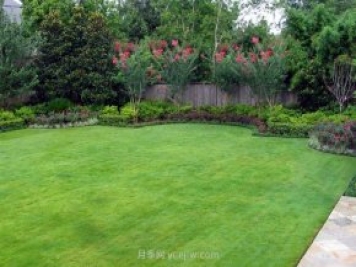 高溫季節如何鋪植草坪，減少發(fā)黃枯死？