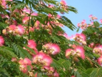 合歡樹(shù)是不是優(yōu)美易種的園林綠化樹(shù)種？