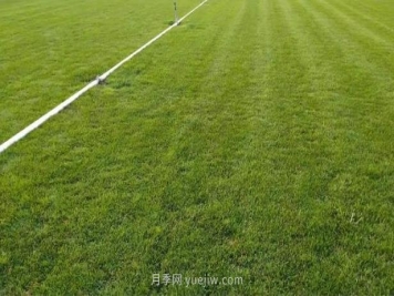 混播草坪的優(yōu)點(diǎn)缺點(diǎn)，每平方需要多少種子