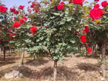 怎樣種植月季花？月季花種植具體步驟和注意事項