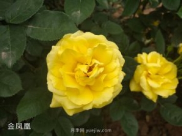 月季網(wǎng)：月季的修剪技術(shù)總結