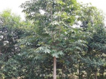 南陽(yáng)七葉樹(shù)怎么養