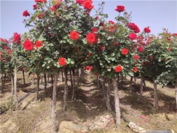景觀(guān)造型樹(shù)行情大熱，決定其價(jià)值的三個(gè)要素不可不知