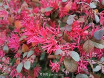 紅花檵木的養護管理
