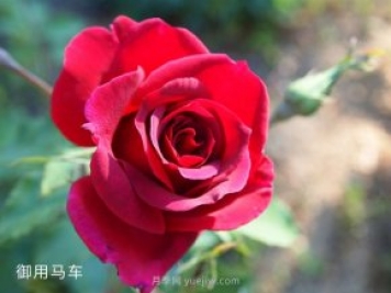 2米高御用馬車(chē)，紅色藤本月季南陽(yáng)基地批發(fā)