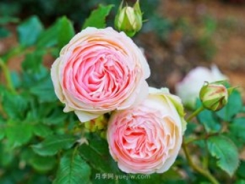 立秋后庭院花木養護該注意些什么？