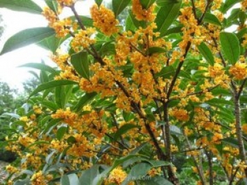 南陽(yáng)桂花樹(shù)如何栽種養護