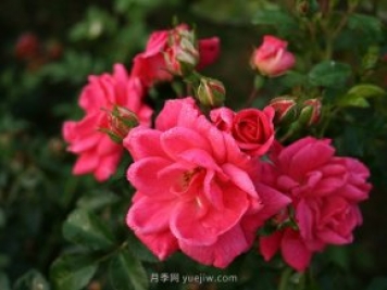 花卉苗木的四季養護要點(diǎn)