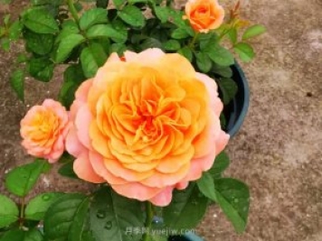 陽(yáng)臺養月季就算這3個(gè)品種，開(kāi)花勤快少生病