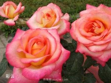 愛(ài)不起來(lái)的4種花卉，包含月季，缺點(diǎn)多于優(yōu)點(diǎn)
