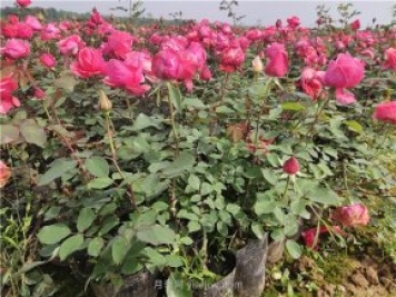 一年生大花月季盆栽杯苗價(jià)格 南陽(yáng)大花月季基地2021年秋季報價(jià)