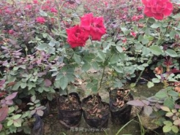 月季在園林綠化景觀(guān)栽植中，每平米栽多少棵嗎？