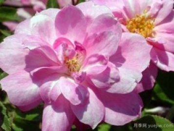白長(cháng)春月季