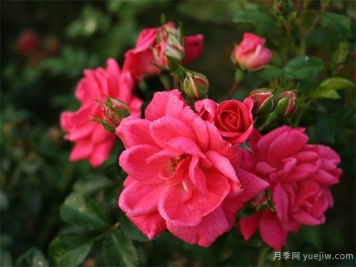 哈爾濱寒地玫瑰漫山開(kāi)，鮮花事業(yè)富鄉親