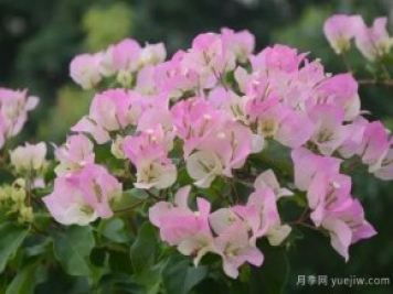 三角梅入秋管理做好4點(diǎn)，花開(kāi)到過(guò)年