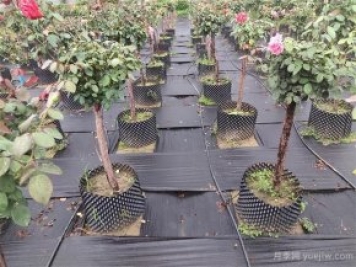 樹(shù)狀月季容器苗和假植容器苗的不同，教你分清楚