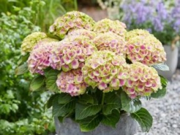扦插繡球小苗的辦法，做好4點(diǎn)盆盆開(kāi)花