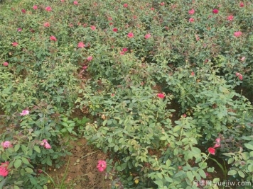 月季紅蜘蛛用什么藥？