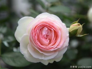 月季花品種分類(lèi)（按植株形態(tài)分）