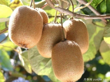 西峽縣電商做媒 獼猴桃熱銷(xiāo)